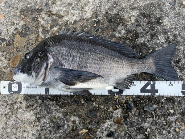 イチノ兄弟、釣果！