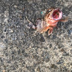 今年初のガシラ