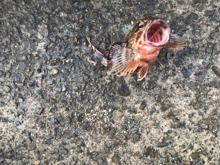 今年初のガシラ