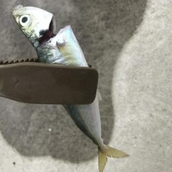 朝マズメのアジング好調