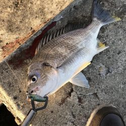 サワラチャレンジ