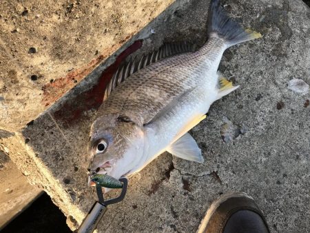 サワラチャレンジ