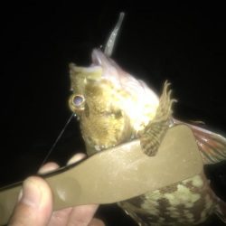 短時間でアジ6匹