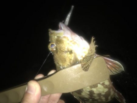 短時間でアジ6匹