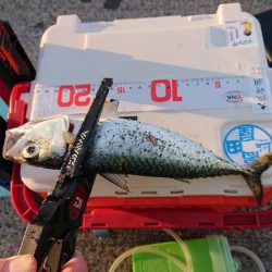 大潮朝マズメアジング