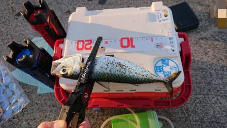 大潮朝マズメアジング