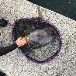 やっとキロイカ