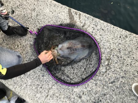 やっとキロイカ