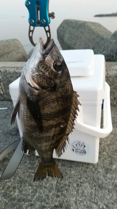 テトラ釣りにまた挑戦！