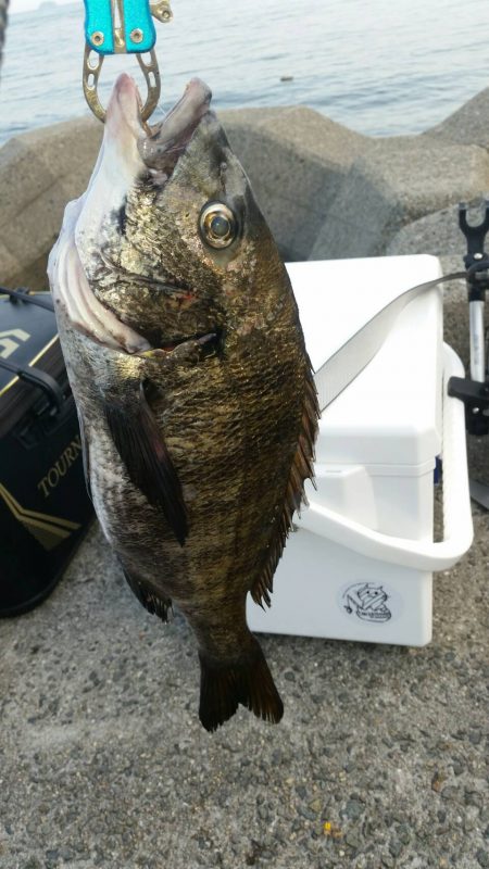 テトラ釣りに挑戦！