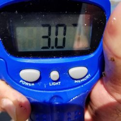 3キロオーバー！春のモンスターアオリイカ