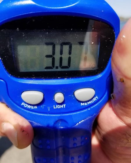 3キロオーバー！春のモンスターアオリイカ