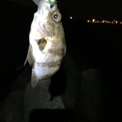 初めて2回目のフロート釣り