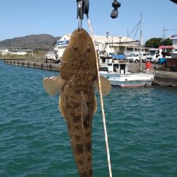 フラットフィッシュ