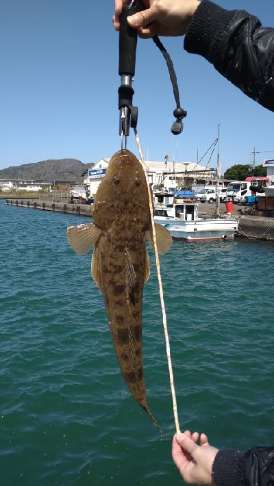 フラットフィッシュ