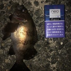 強風小雨中潮短時間メバリング