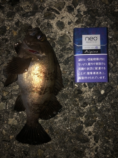 強風小雨中潮短時間メバリング