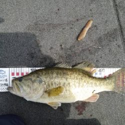 カバースキャットかー