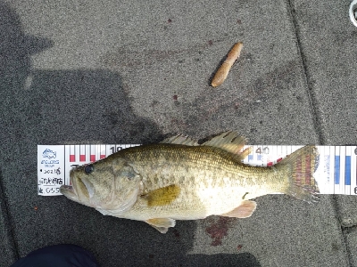 カバースキャットかー