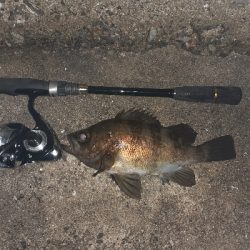 メバル好調です!