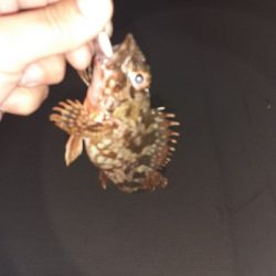 メバリングのはずが！