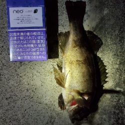 中潮微風〜強風メバリング