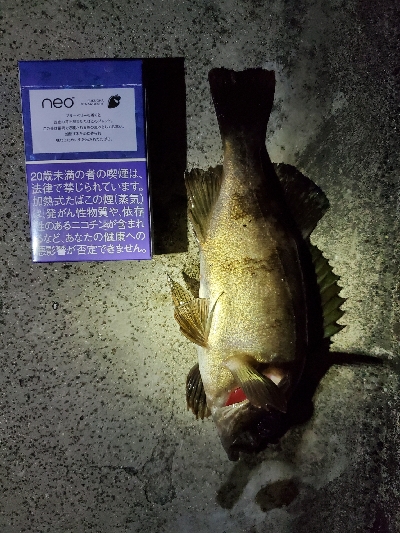 中潮微風〜強風メバリング