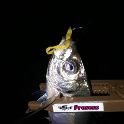 潮がたるいけどアジングは成立するのか