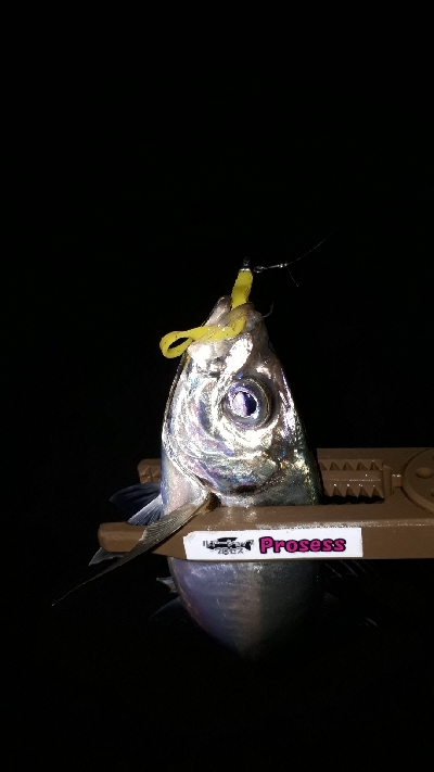 潮がたるいけどアジングは成立するのか