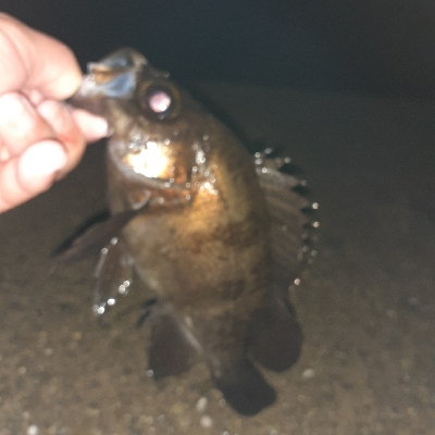 雨でもがメバリング