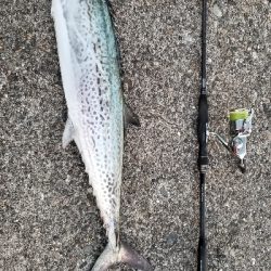 恒例、出勤前にサワラ!