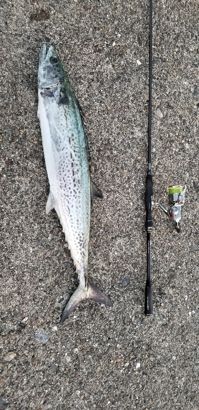 恒例、出勤前にサワラ!