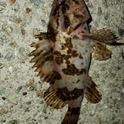 強風激寒メバリング