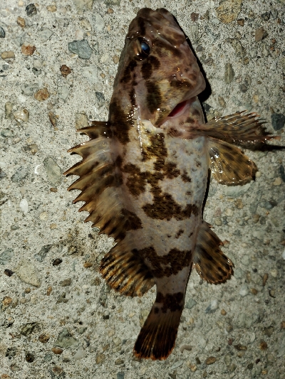 強風激寒メバリング