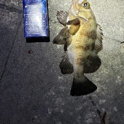 久々フィッシング(^^)v