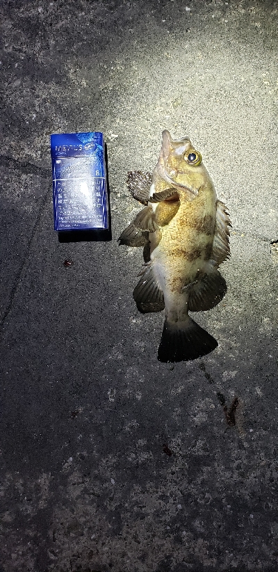 久々フィッシング(^^)v