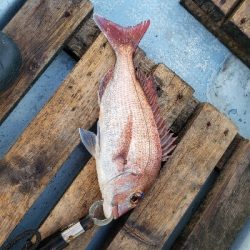 鳴門タイラバ！