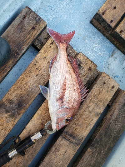 鳴門タイラバ！