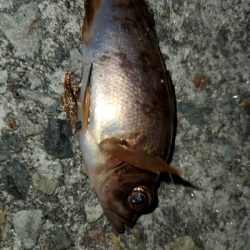 大潮強風ちょい寒メバリング