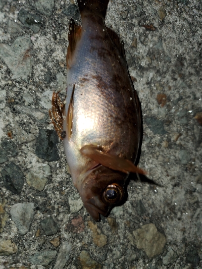 大潮強風ちょい寒メバリング