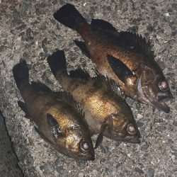 風ありますがメバリング調査