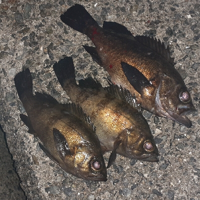 風ありますがメバリング調査