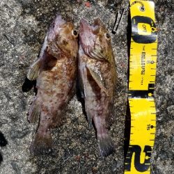 ガシラのみ　シーバスでず