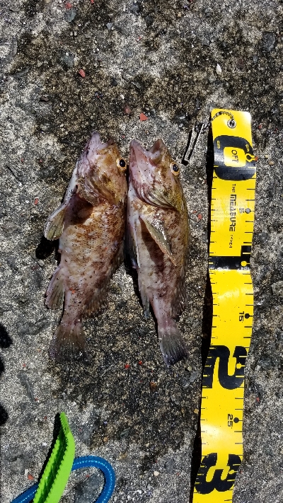 ガシラのみ　シーバスでず