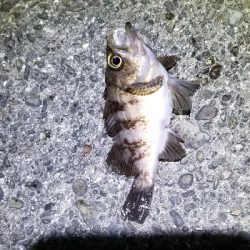 メバルが釣れたよ