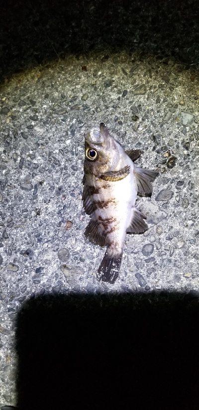 メバルが釣れたよ