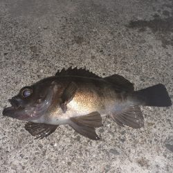 メバリング好調です