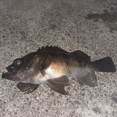 メバリング好調です