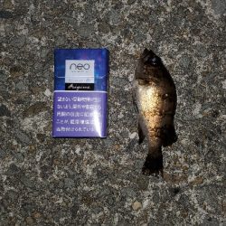 中潮微風大当り