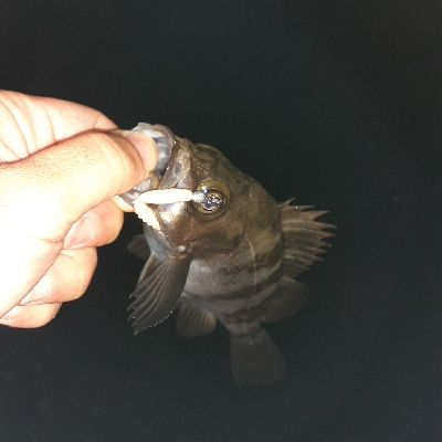 雨上がりにメバリング
